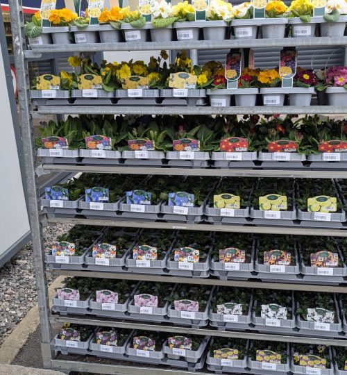 springplant